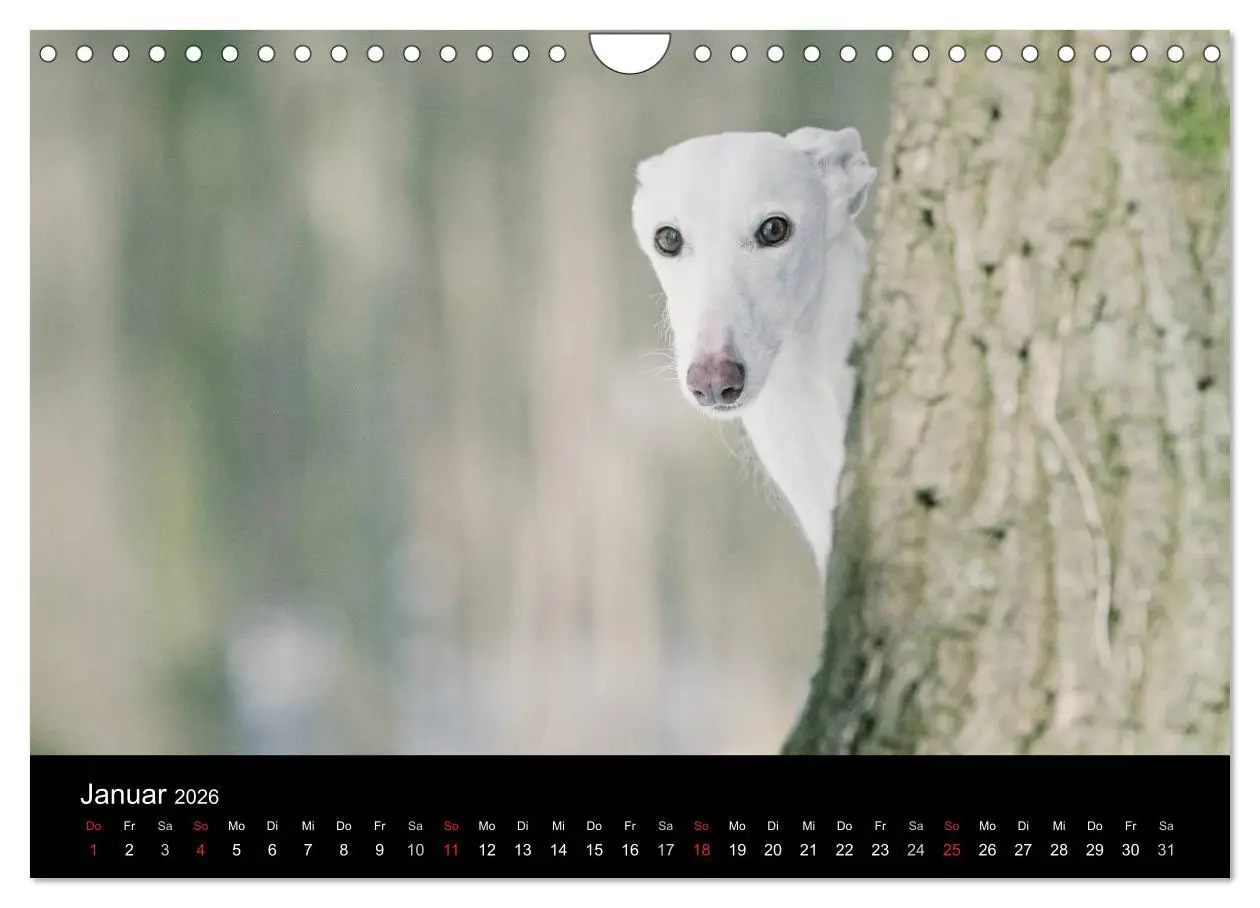 Bild: 9783516173918 | Der Windhundekalender (Wandkalender 2026 DIN A4 quer), CALVENDO...