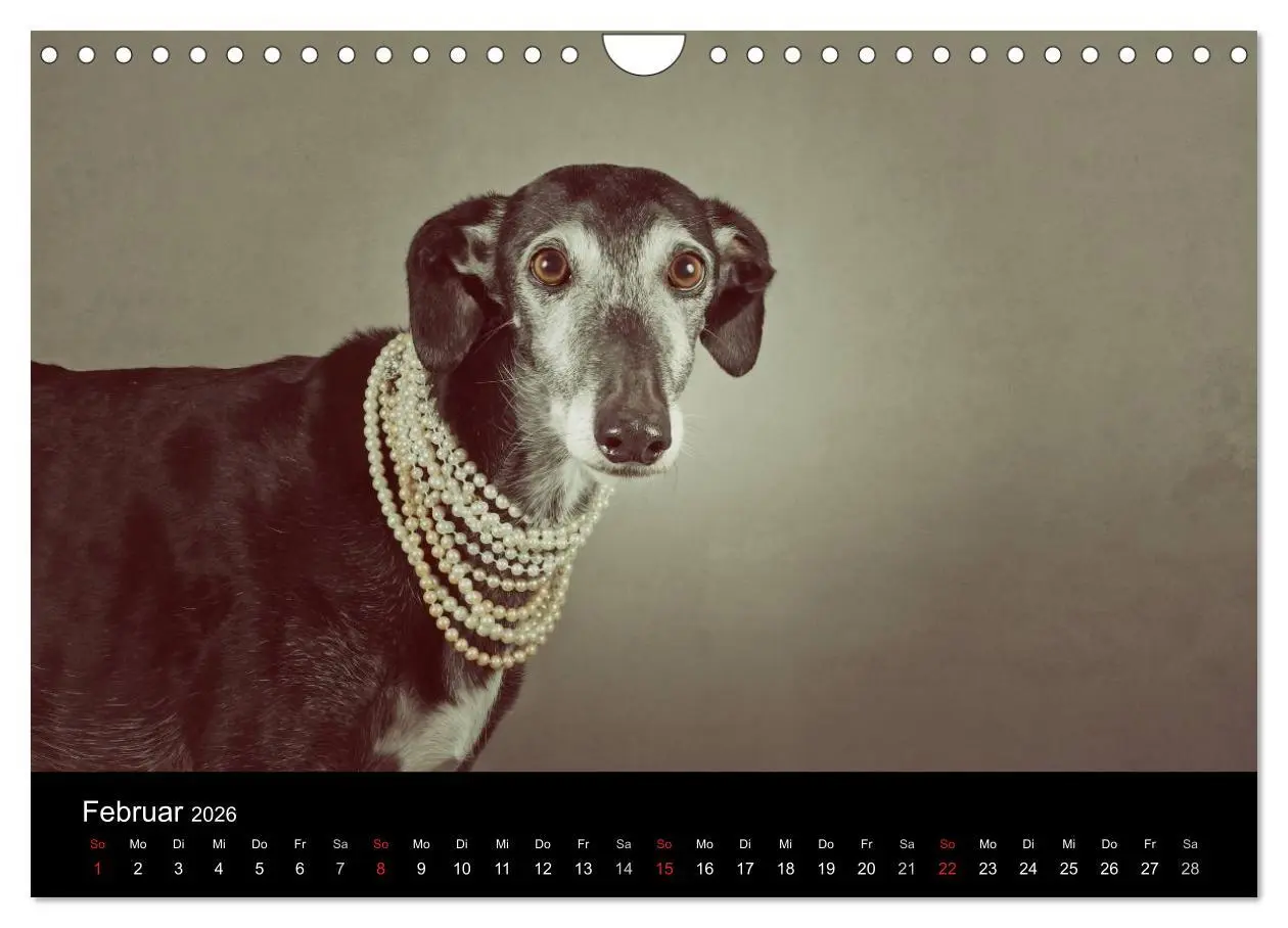 Bild: 9783516173918 | Der Windhundekalender (Wandkalender 2026 DIN A4 quer), CALVENDO...