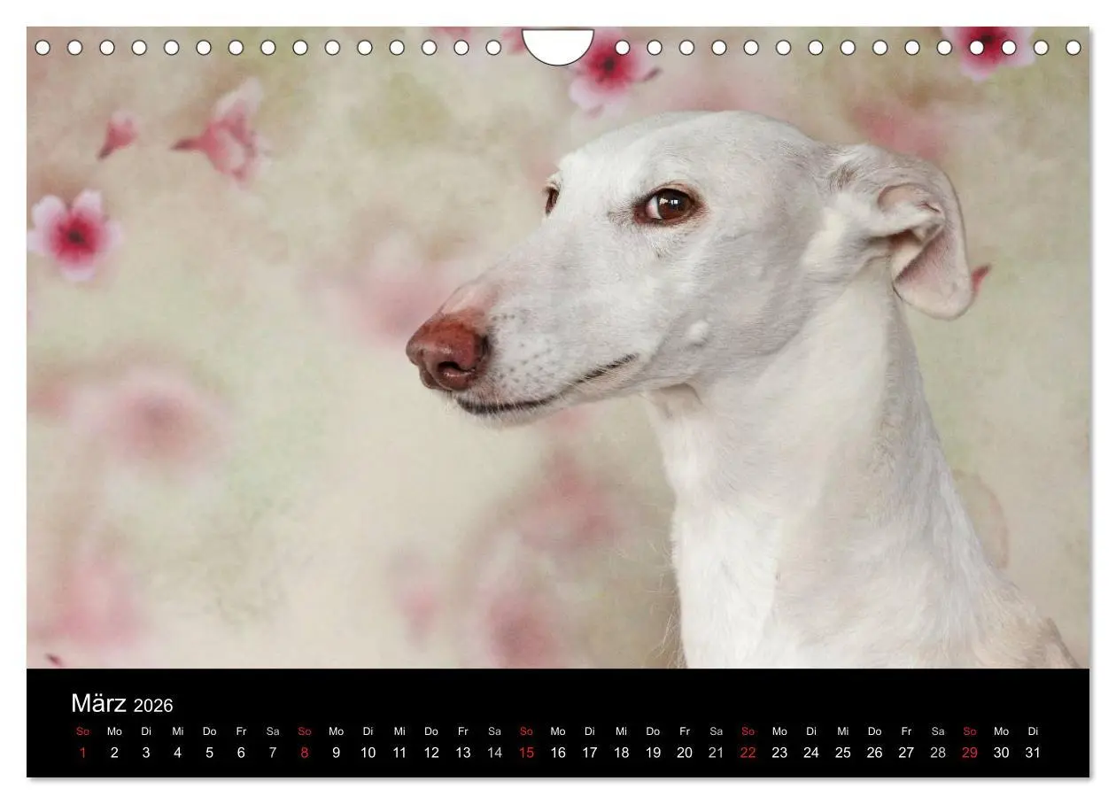Bild: 9783516173918 | Der Windhundekalender (Wandkalender 2026 DIN A4 quer), CALVENDO...
