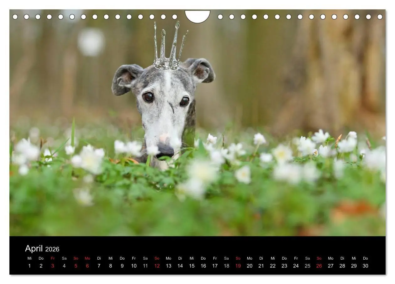 Bild: 9783516173918 | Der Windhundekalender (Wandkalender 2026 DIN A4 quer), CALVENDO...
