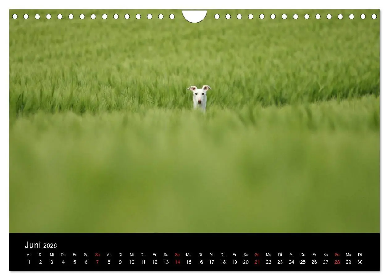 Bild: 9783516173918 | Der Windhundekalender (Wandkalender 2026 DIN A4 quer), CALVENDO...