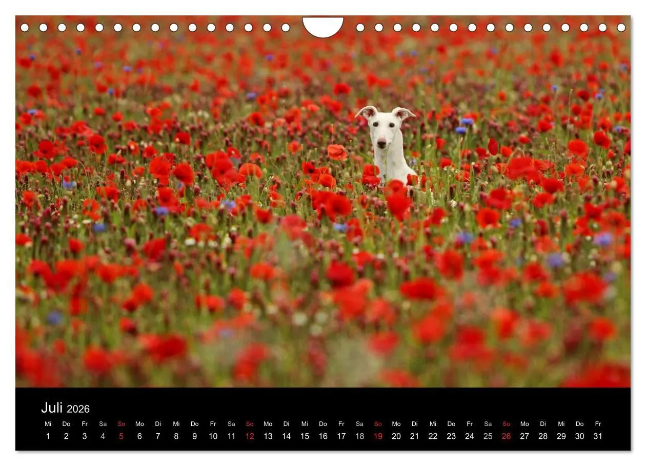 Bild: 9783516173918 | Der Windhundekalender (Wandkalender 2026 DIN A4 quer), CALVENDO...