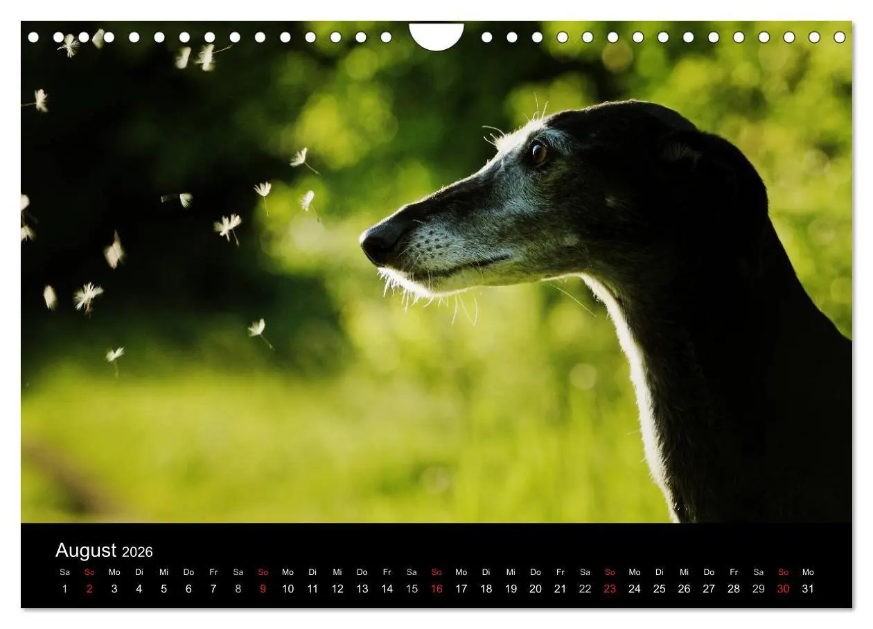 Bild: 9783516173918 | Der Windhundekalender (Wandkalender 2026 DIN A4 quer), CALVENDO...