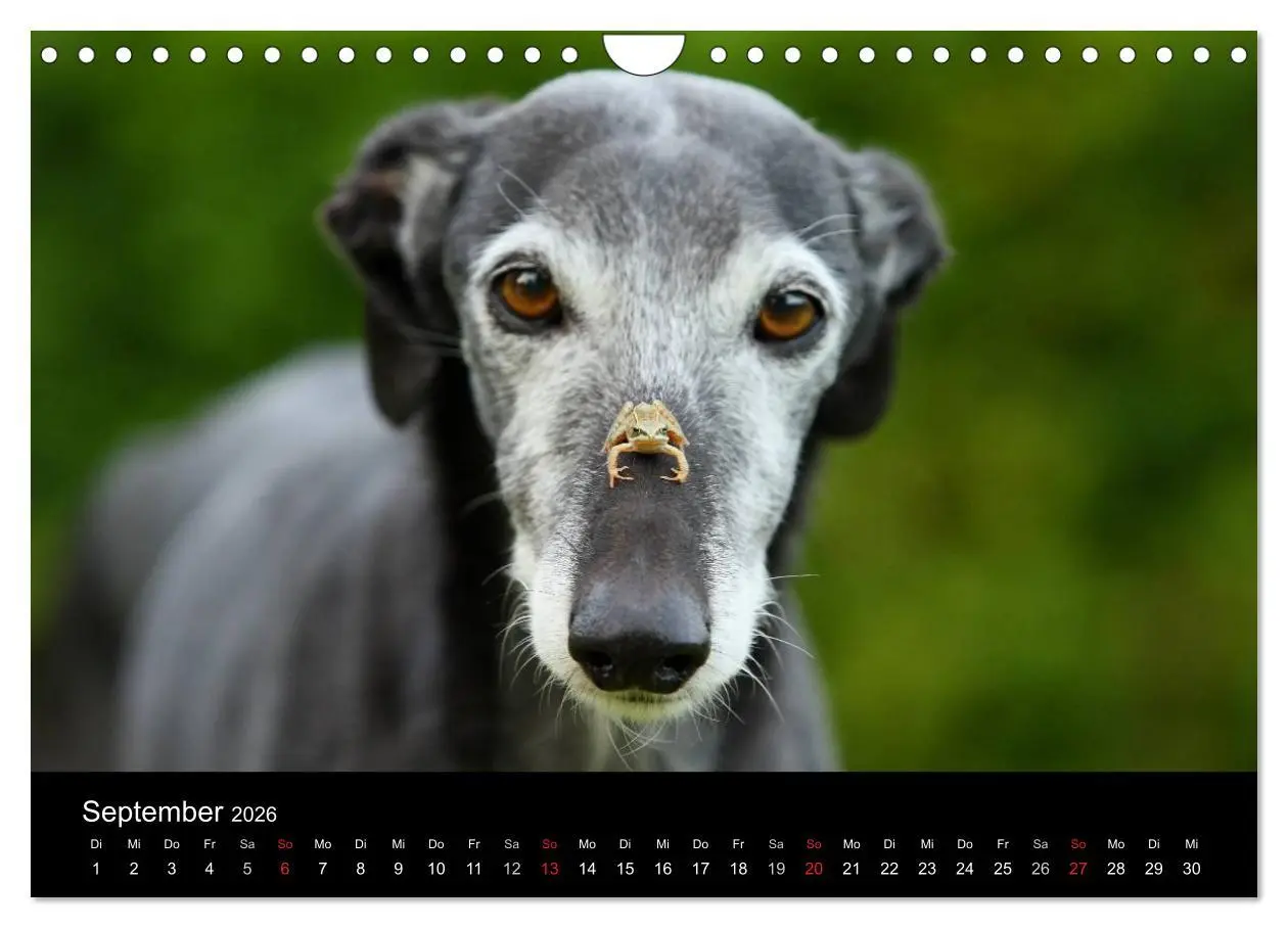 Bild: 9783516173918 | Der Windhundekalender (Wandkalender 2026 DIN A4 quer), CALVENDO...
