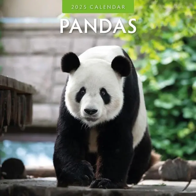 Cover: 9781804424018 | Pandas 2025 Square Wall Calendar | Red Robin | Taschenbuch | Englisch