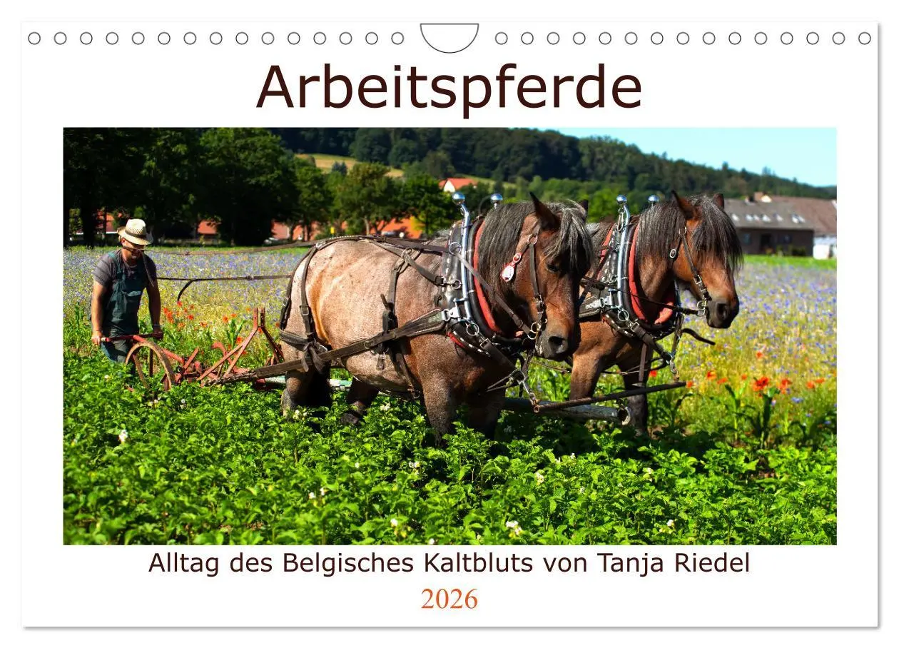 Cover: 9783457664018 | Arbeitspferde - Alltag des belgischen Kaltbluts (Wandkalender 2026...