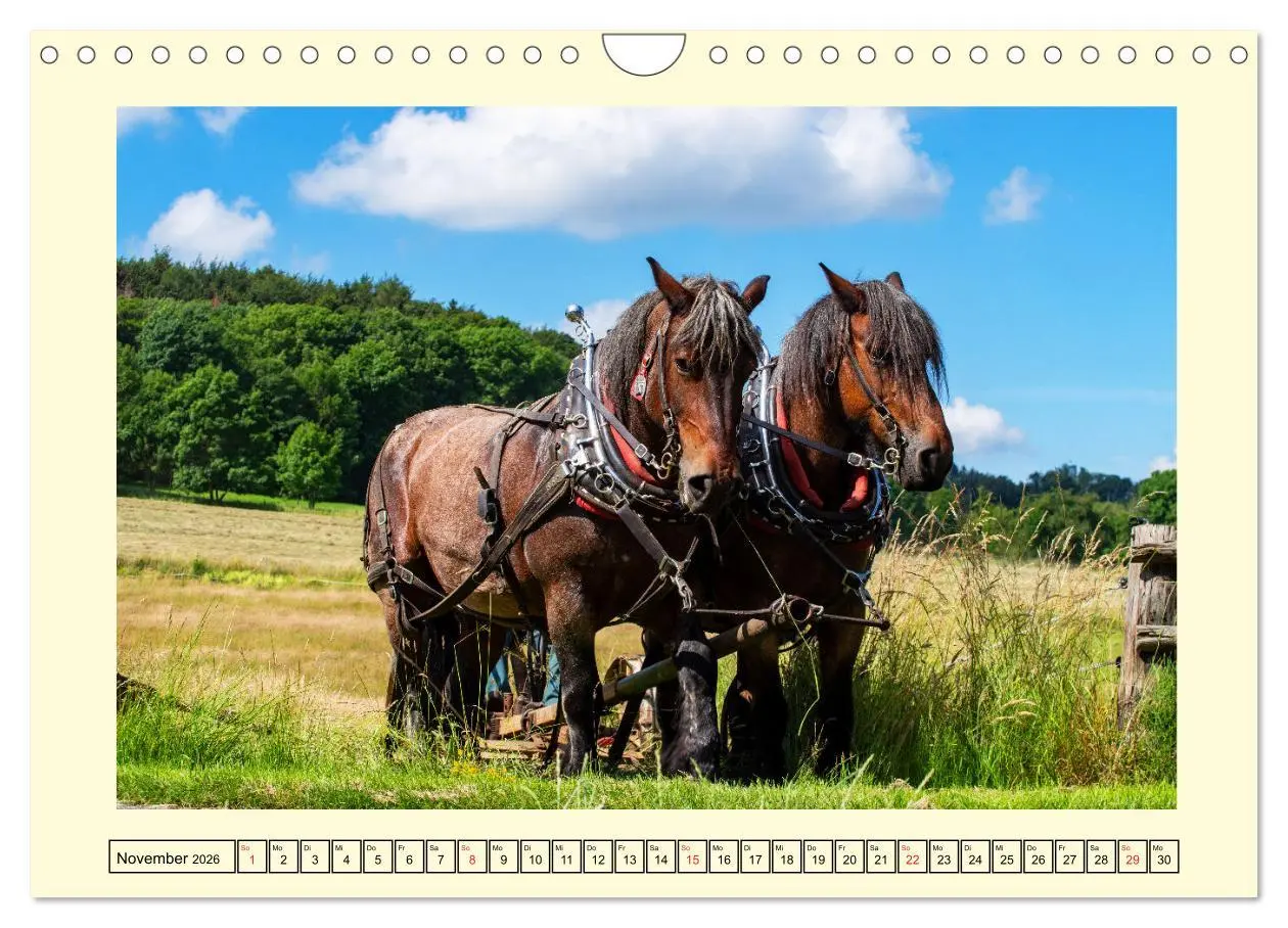 Bild: 9783457664018 | Arbeitspferde - Alltag des belgischen Kaltbluts (Wandkalender 2026...