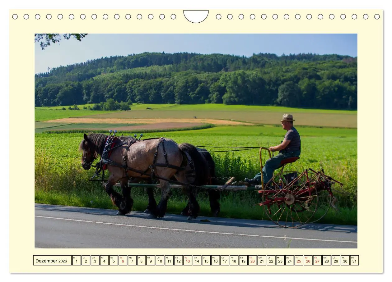 Bild: 9783457664018 | Arbeitspferde - Alltag des belgischen Kaltbluts (Wandkalender 2026...