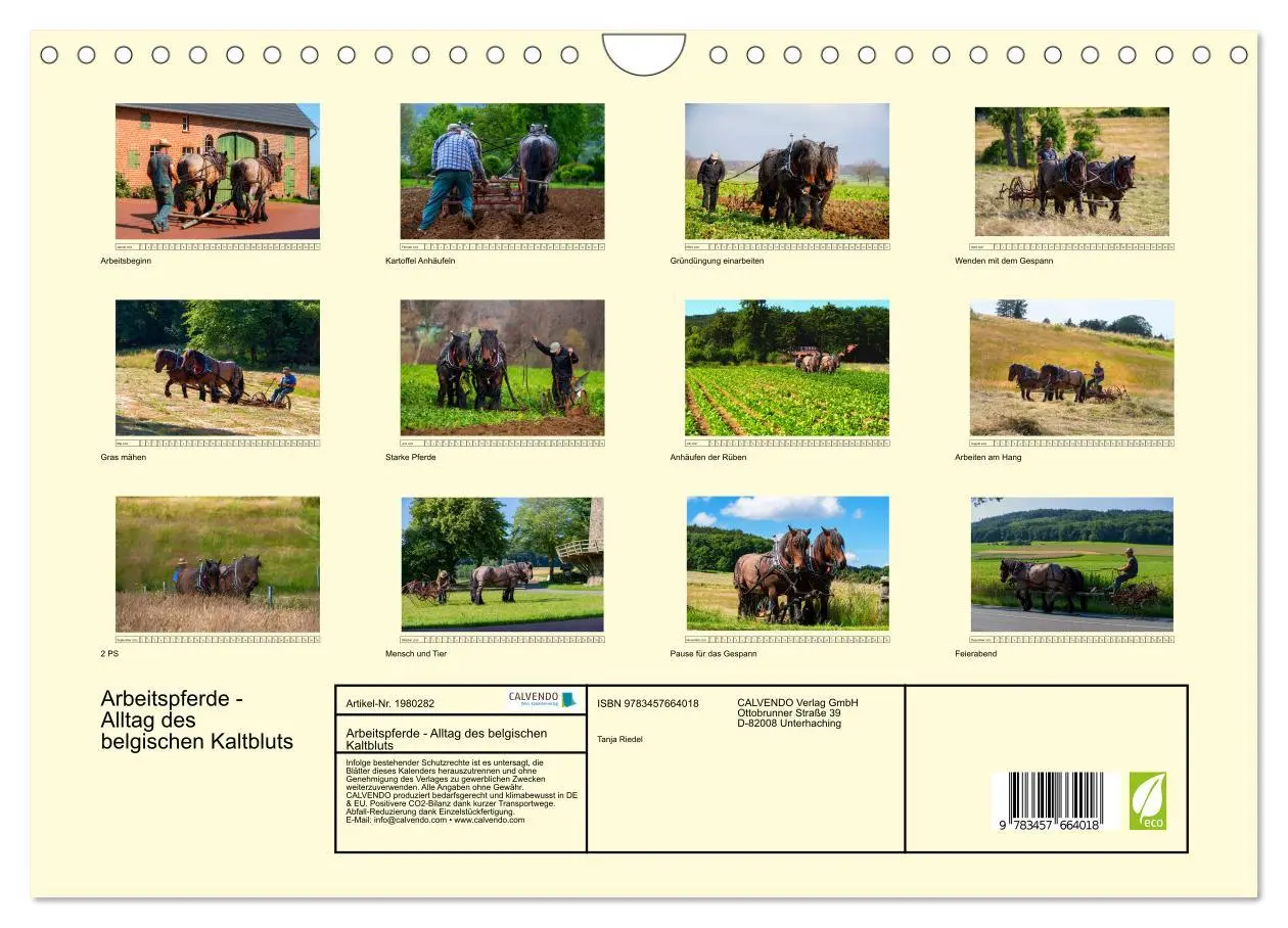 Bild: 9783457664018 | Arbeitspferde - Alltag des belgischen Kaltbluts (Wandkalender 2026...