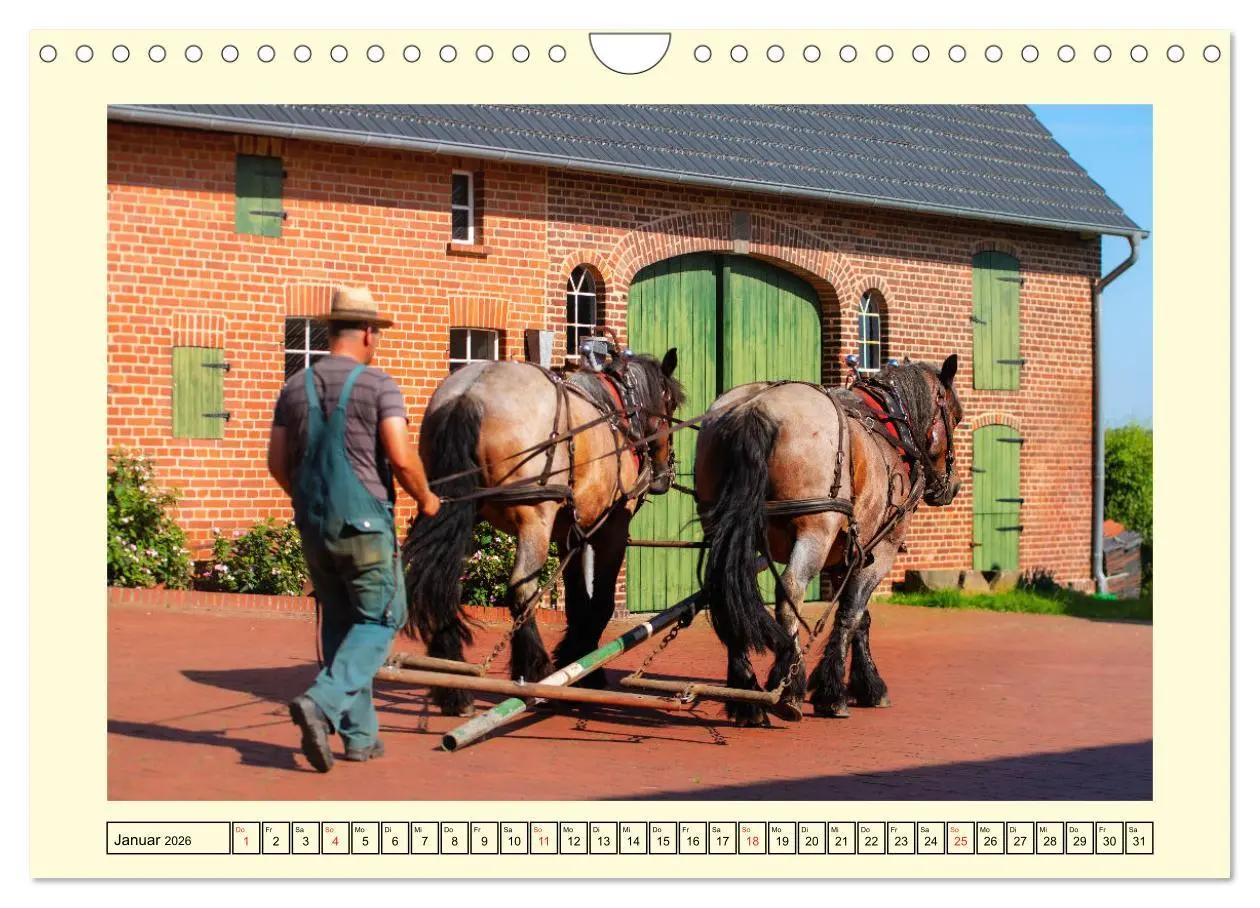Bild: 9783457664018 | Arbeitspferde - Alltag des belgischen Kaltbluts (Wandkalender 2026...