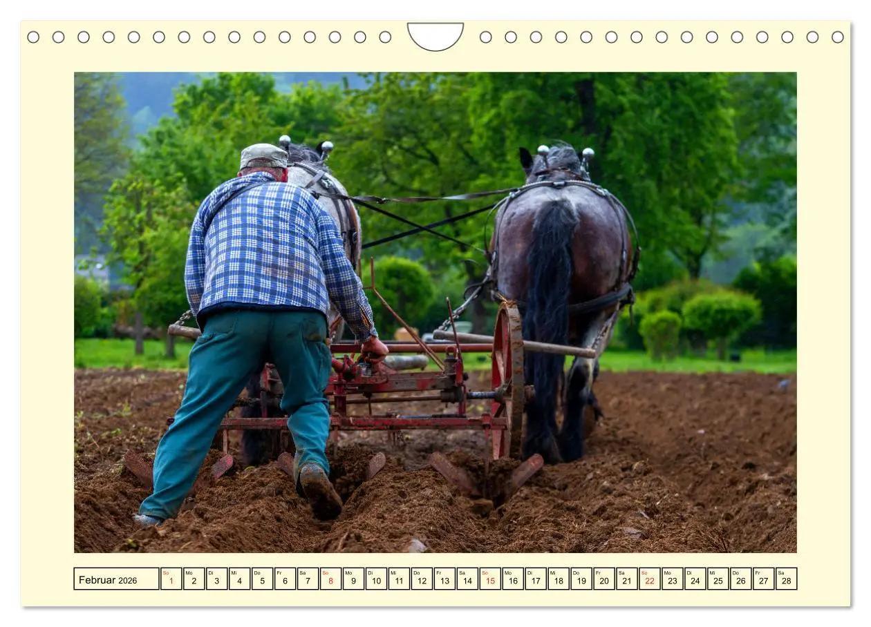 Bild: 9783457664018 | Arbeitspferde - Alltag des belgischen Kaltbluts (Wandkalender 2026...
