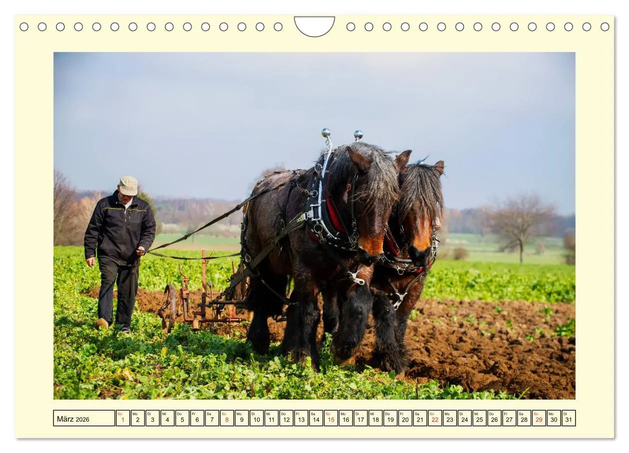 Bild: 9783457664018 | Arbeitspferde - Alltag des belgischen Kaltbluts (Wandkalender 2026...