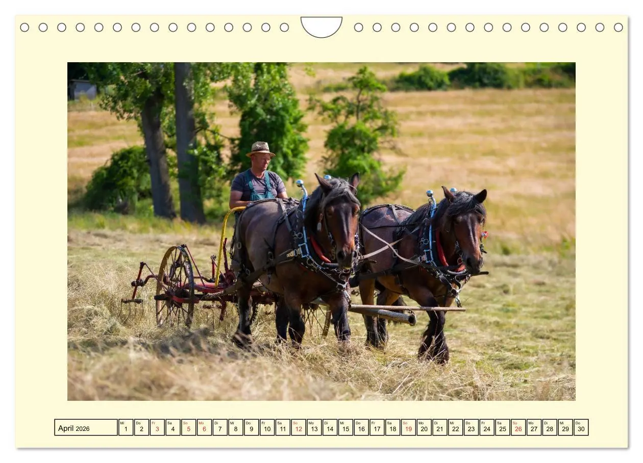 Bild: 9783457664018 | Arbeitspferde - Alltag des belgischen Kaltbluts (Wandkalender 2026...