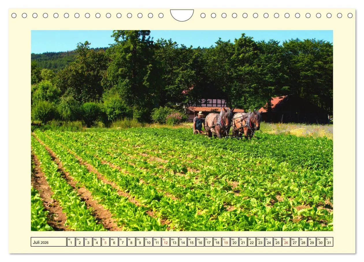 Bild: 9783457664018 | Arbeitspferde - Alltag des belgischen Kaltbluts (Wandkalender 2026...