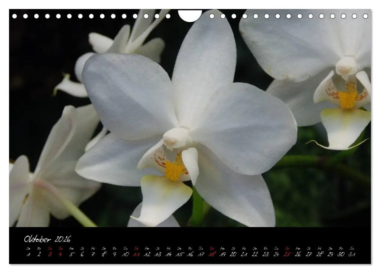 Bild: 9783516204018 | Farbenreiche Orchideen (Wandkalender 2026 DIN A4 quer), CALVENDO...