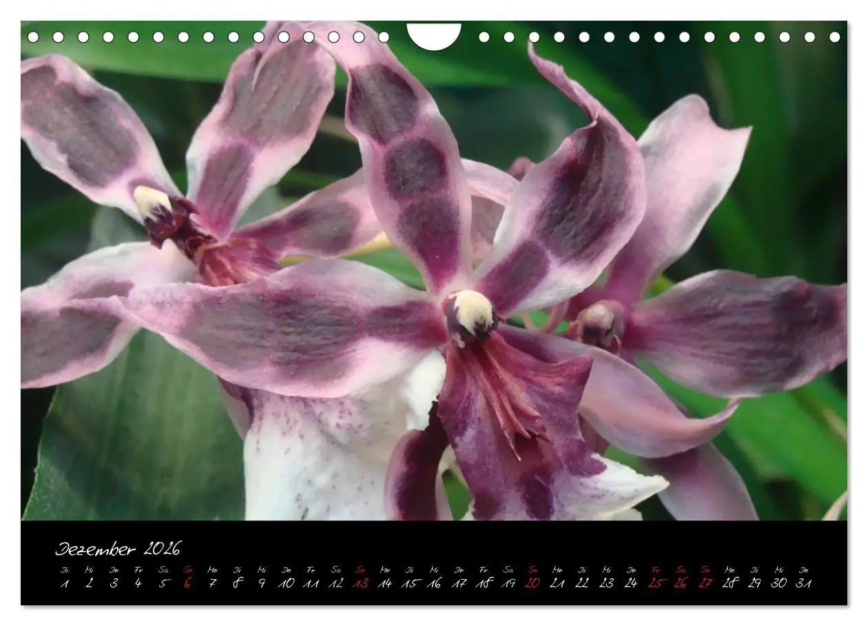 Bild: 9783516204018 | Farbenreiche Orchideen (Wandkalender 2026 DIN A4 quer), CALVENDO...