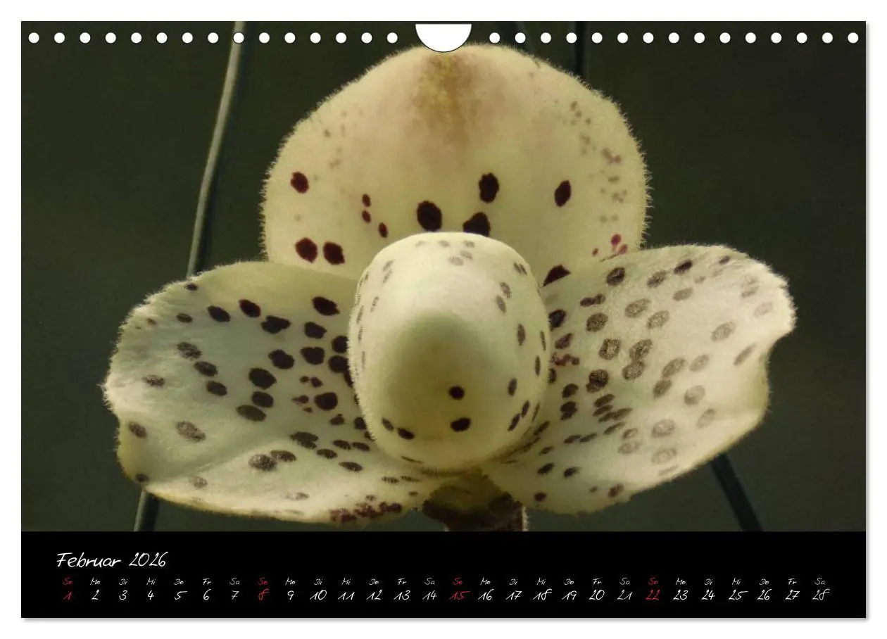 Bild: 9783516204018 | Farbenreiche Orchideen (Wandkalender 2026 DIN A4 quer), CALVENDO...