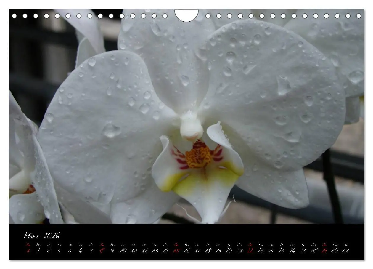 Bild: 9783516204018 | Farbenreiche Orchideen (Wandkalender 2026 DIN A4 quer), CALVENDO...