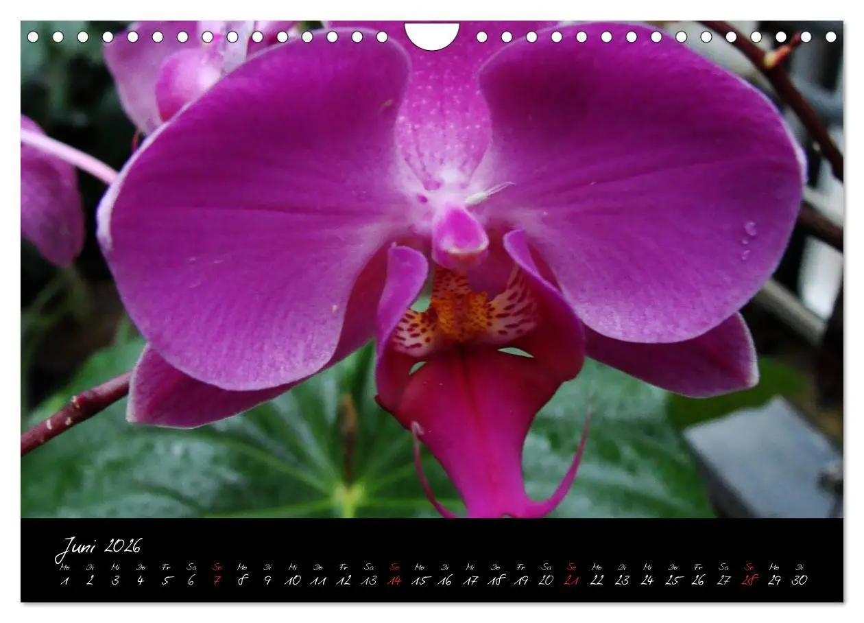 Bild: 9783516204018 | Farbenreiche Orchideen (Wandkalender 2026 DIN A4 quer), CALVENDO...