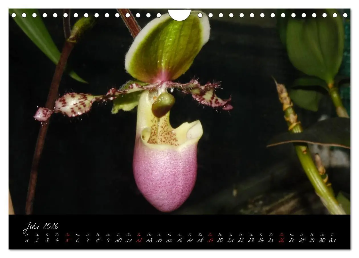 Bild: 9783516204018 | Farbenreiche Orchideen (Wandkalender 2026 DIN A4 quer), CALVENDO...