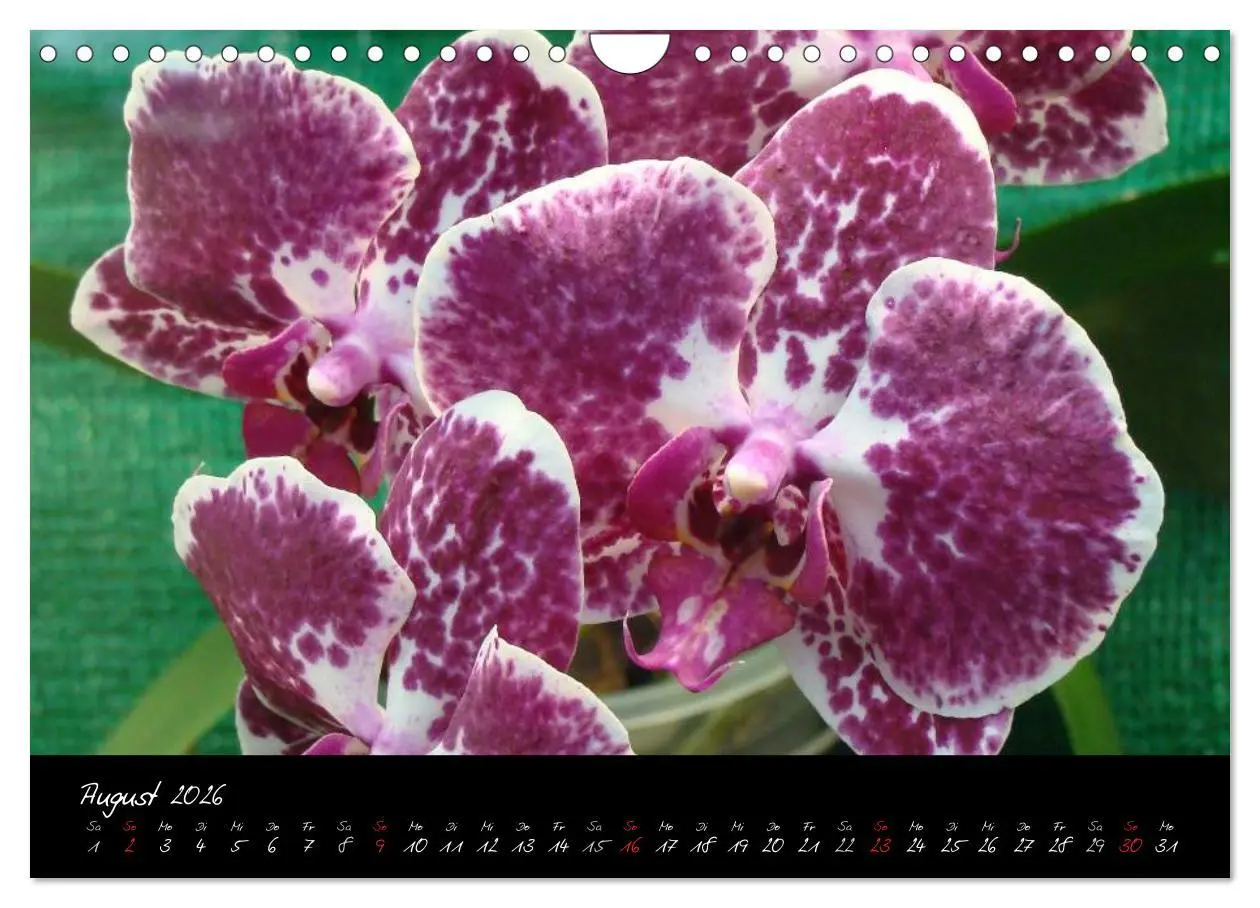 Bild: 9783516204018 | Farbenreiche Orchideen (Wandkalender 2026 DIN A4 quer), CALVENDO...
