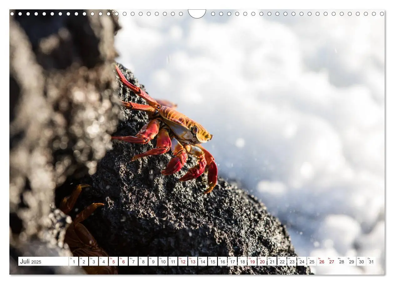 Bild: 9783435324118 | Galapagos-Inseln - Ein Paradies für Tiere (Wandkalender 2025 DIN A3...