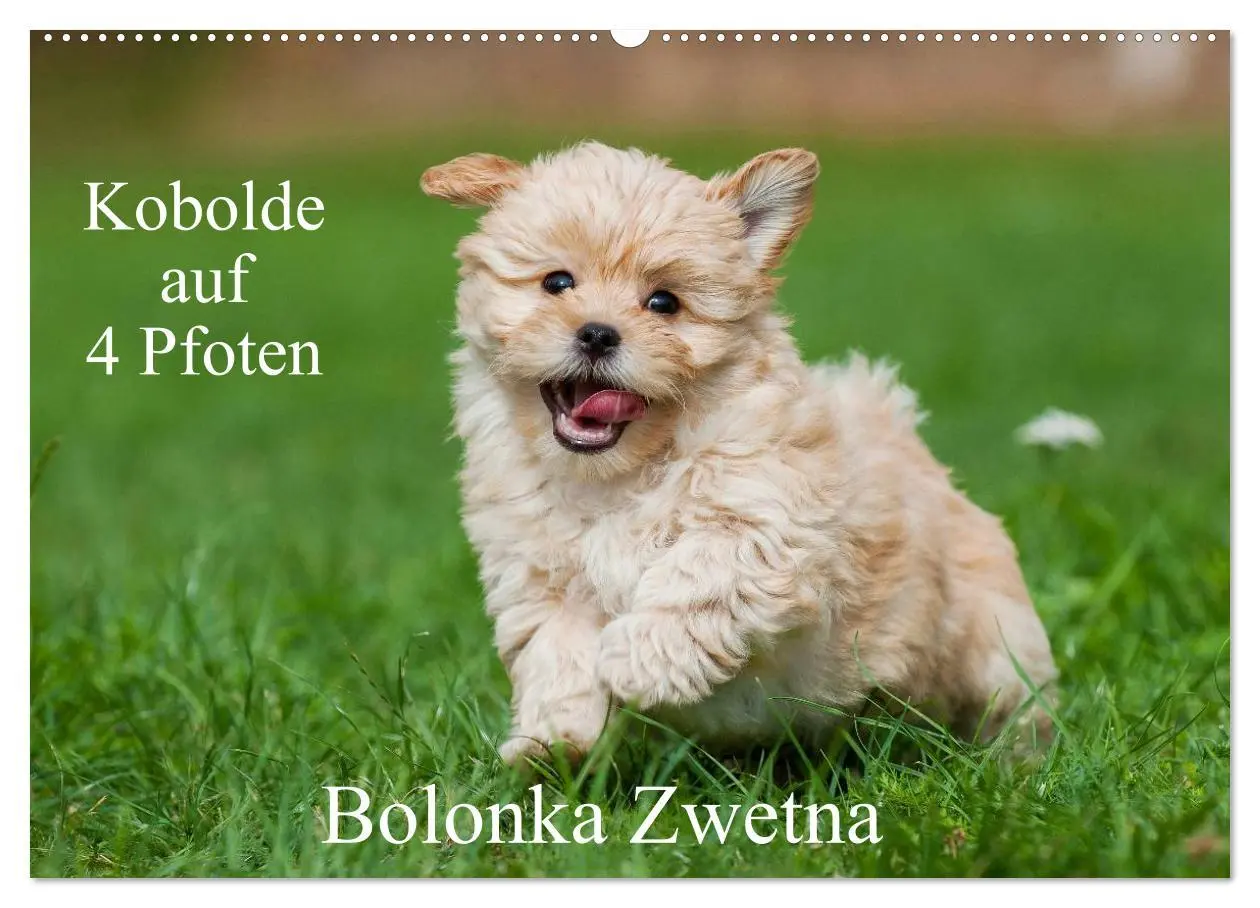 Cover: 9783516034318 | Kobolde auf 4 Pfoten - Bolonka Zwetna (Wandkalender 2026 DIN A2...