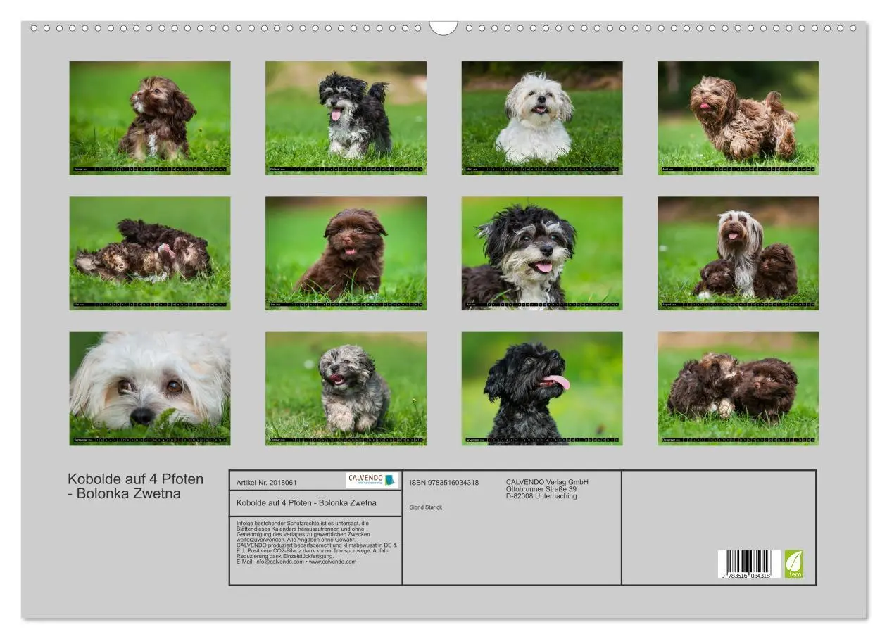 Bild: 9783516034318 | Kobolde auf 4 Pfoten - Bolonka Zwetna (Wandkalender 2026 DIN A2...