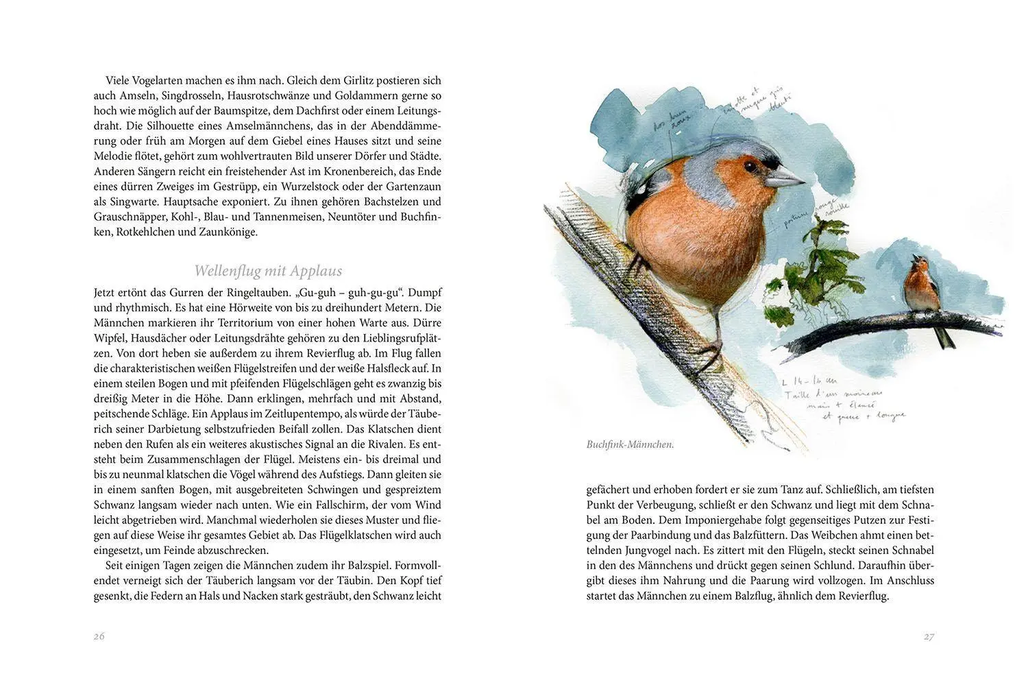 Bild: 9783440174418 | Gartenvögel | Daniela Strauß | Buch | 256 S. | Deutsch | 2022