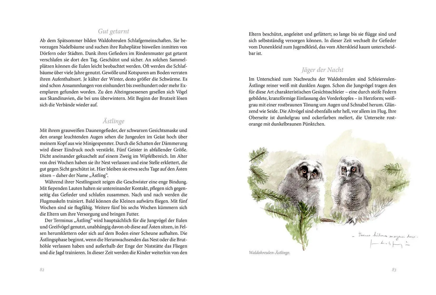Bild: 9783440174418 | Gartenvögel | Daniela Strauß | Buch | 256 S. | Deutsch | 2022