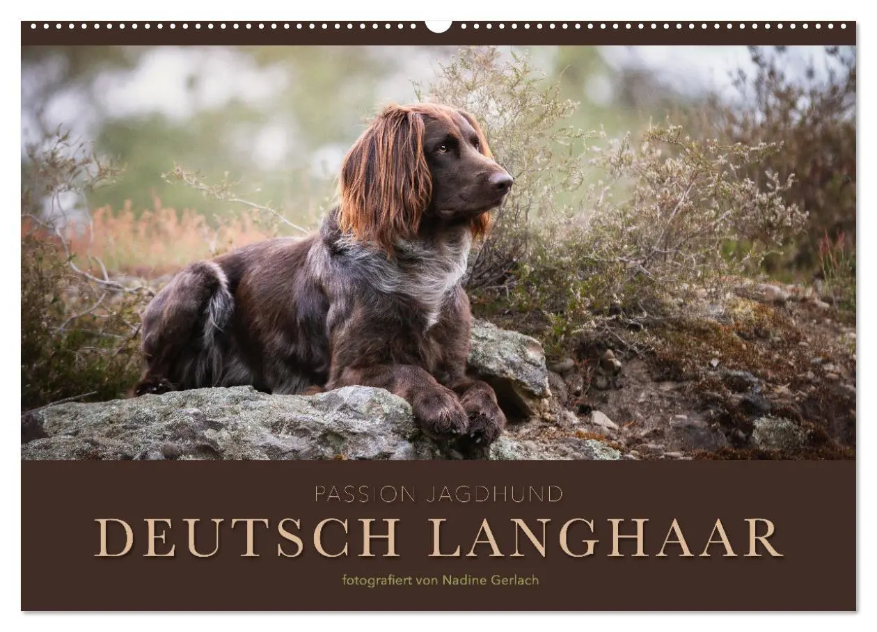 Cover: 9783457554418 | Passion Jagdhund - Deutsch Langhaar (Wandkalender 2026 DIN A2...