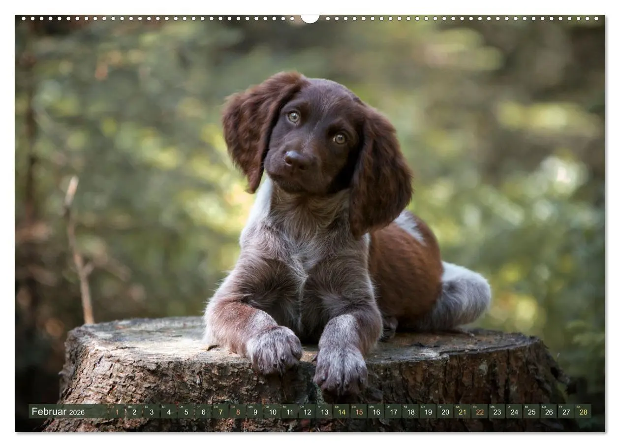 Bild: 9783457554418 | Passion Jagdhund - Deutsch Langhaar (Wandkalender 2026 DIN A2...