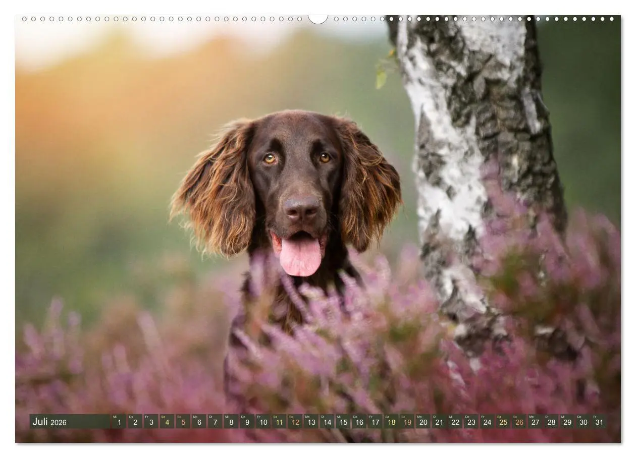 Bild: 9783457554418 | Passion Jagdhund - Deutsch Langhaar (Wandkalender 2026 DIN A2...