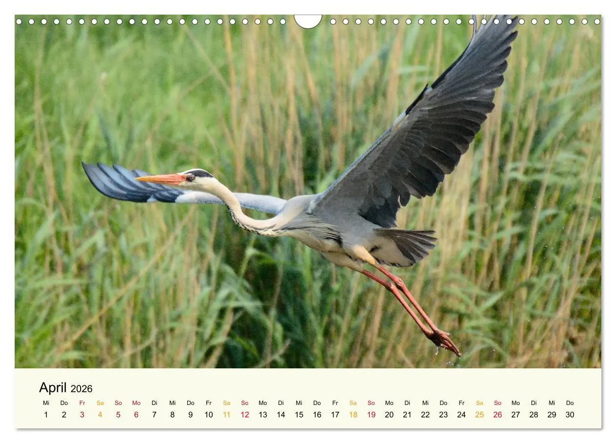 Bild: 9783457794418 | Bremen-Blockland (Wandkalender 2026 DIN A3 quer), CALVENDO...