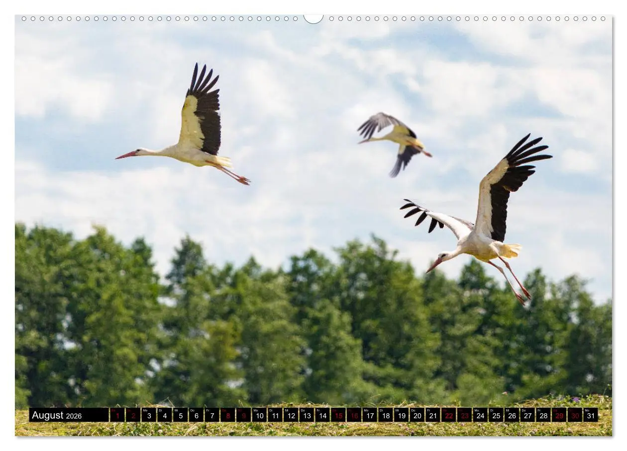 Bild: 9783457774618 | ERMLAND MASUREN (Wandkalender 2026 DIN A2 quer), CALVENDO...