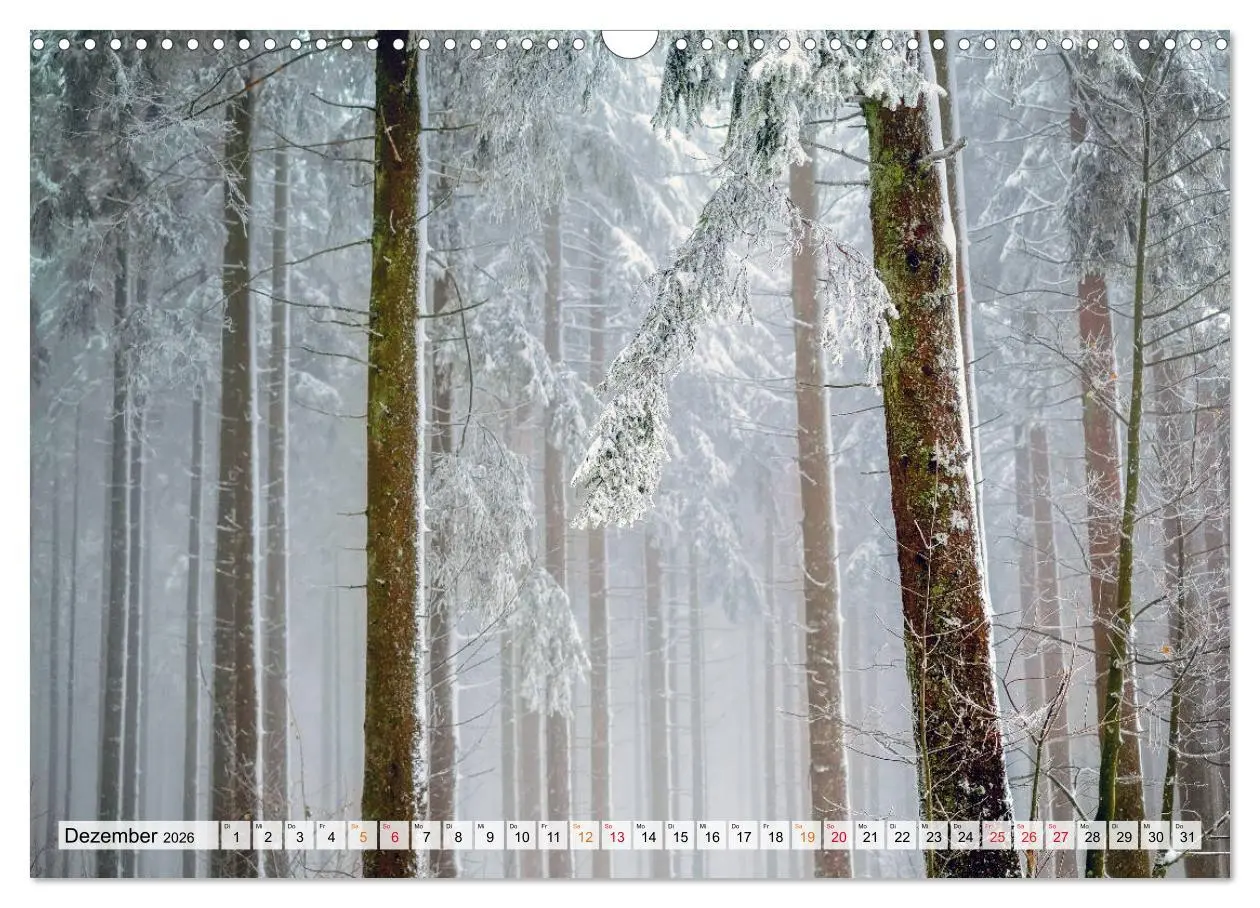 Bild: 9783457914618 | Wald - mystische Spaziergänge (Wandkalender 2026 DIN A3 quer),...