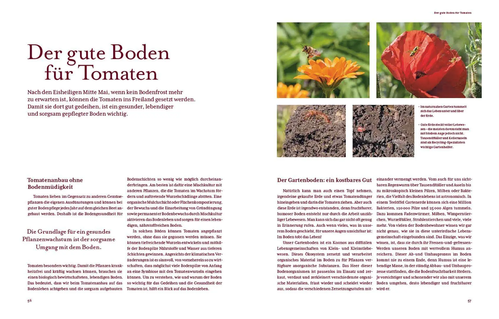 Bild: 9783258084718 | Tomatenglück | Gesunde und schmackhafte Tomaten erfolgreich anbauen