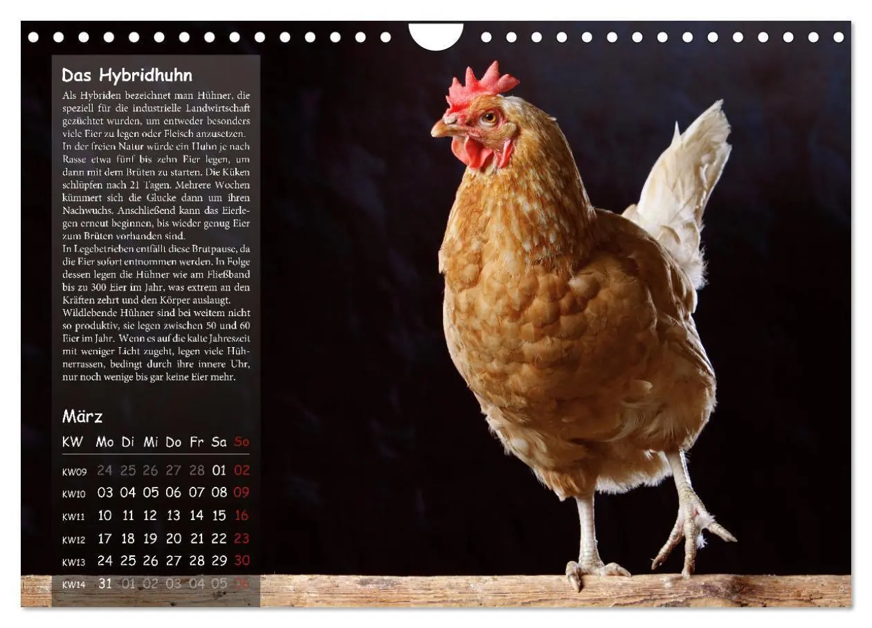 Bild: 9783457144718 | Von der Einzigartigkeit der Hühner 2025 (Wandkalender 2025 DIN A4...