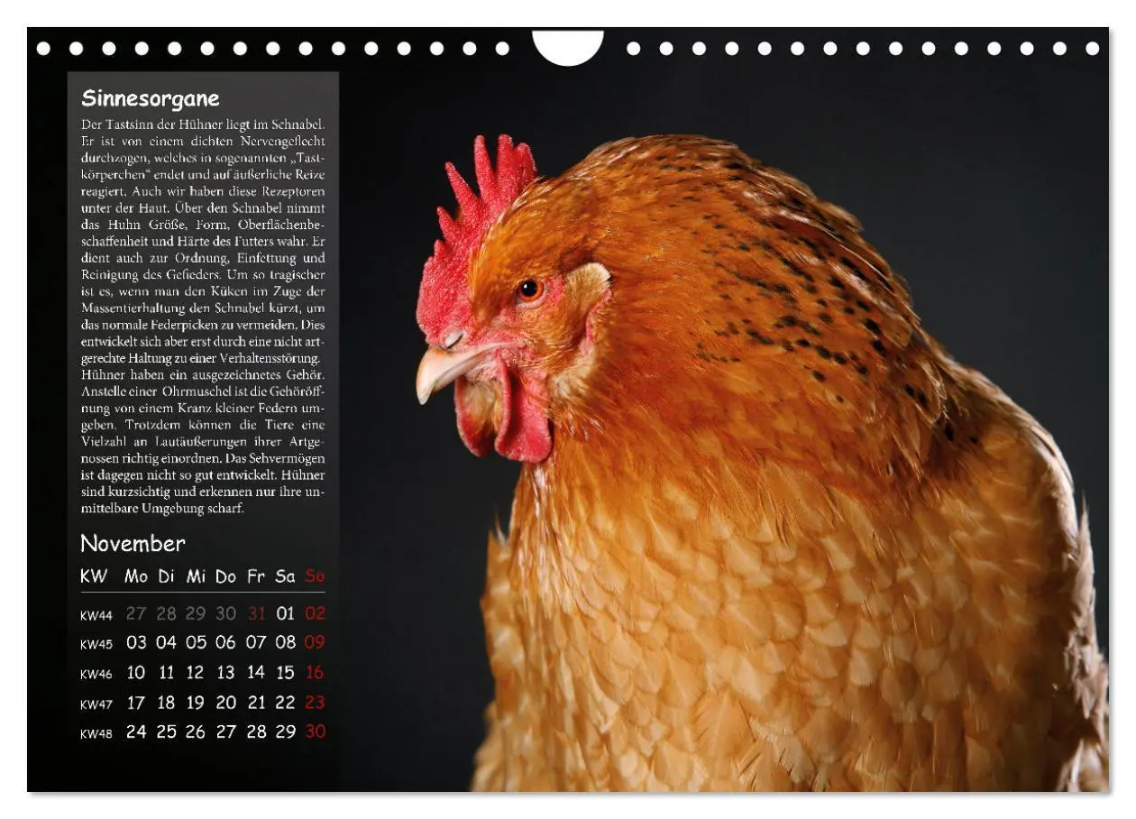 Bild: 9783457144718 | Von der Einzigartigkeit der Hühner 2025 (Wandkalender 2025 DIN A4...
