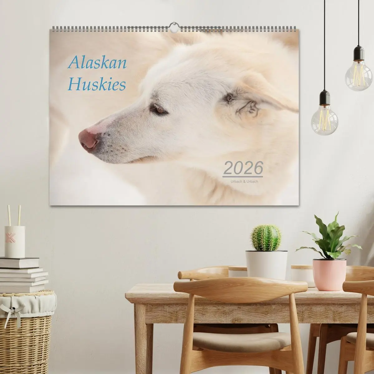 Bild: 9783457904718 | Alaskan Huskies (Wandkalender 2026 DIN A2 quer), CALVENDO...