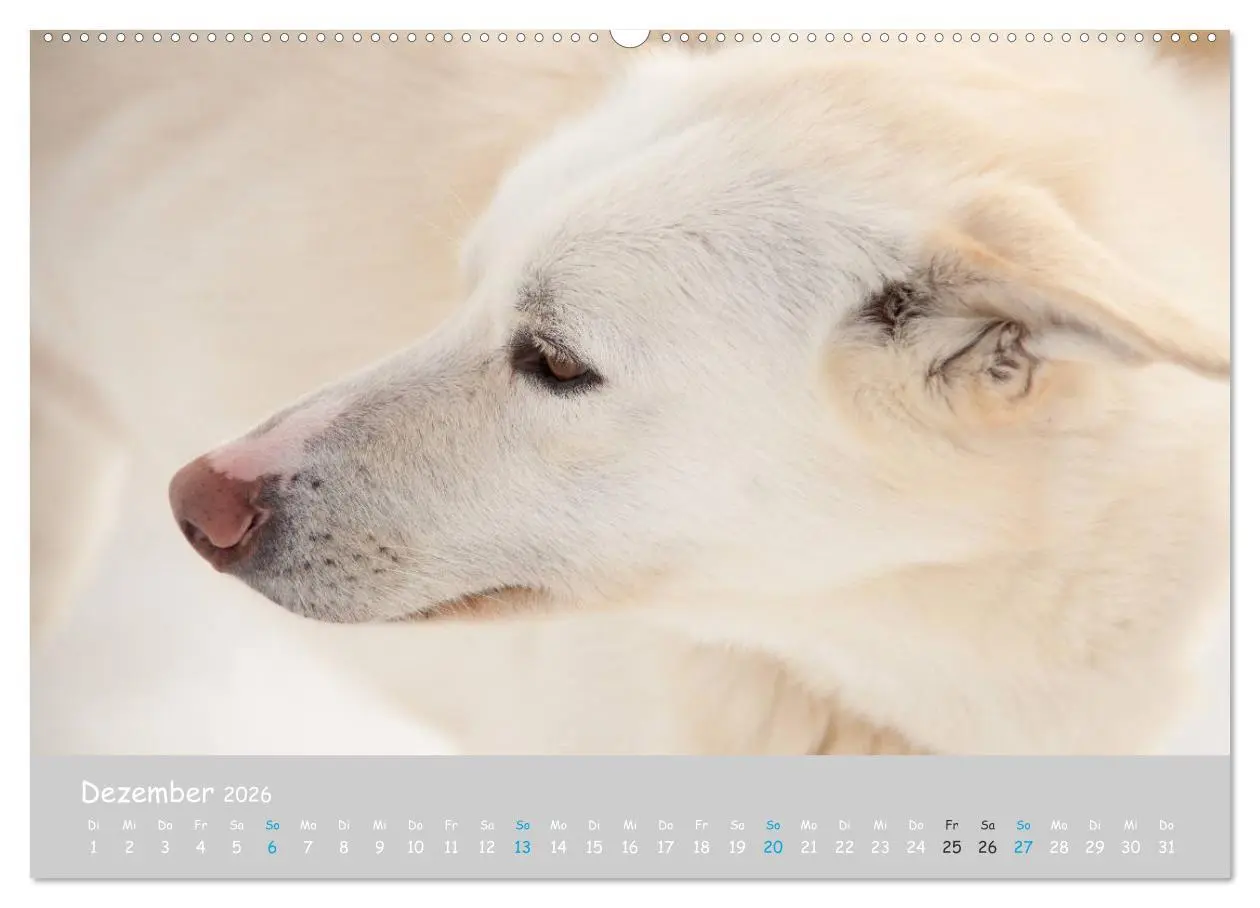 Bild: 9783457904718 | Alaskan Huskies (Wandkalender 2026 DIN A2 quer), CALVENDO...