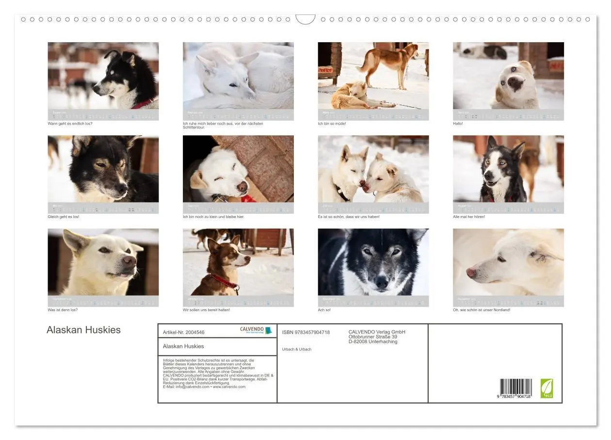 Bild: 9783457904718 | Alaskan Huskies (Wandkalender 2026 DIN A2 quer), CALVENDO...