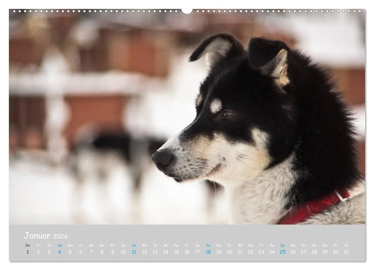 Bild: 9783457904718 | Alaskan Huskies (Wandkalender 2026 DIN A2 quer), CALVENDO...