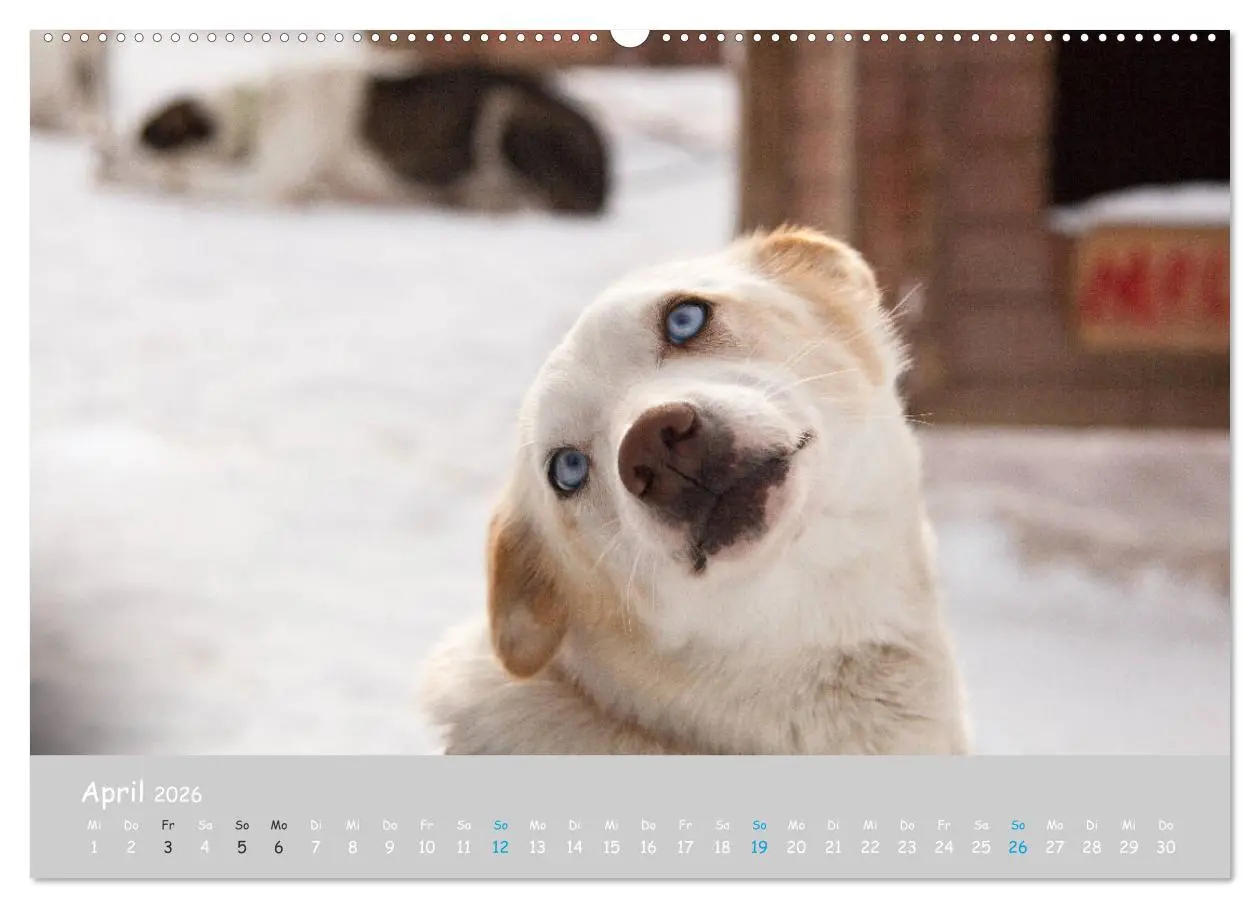 Bild: 9783457904718 | Alaskan Huskies (Wandkalender 2026 DIN A2 quer), CALVENDO...