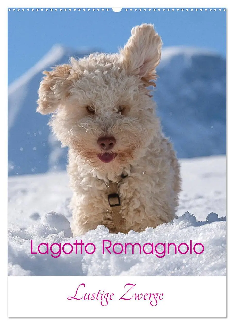 Cover: 9783516394818 | Lagotto Romagnolo - Lustige Zwerge (Wandkalender 2026 DIN A2 hoch),...