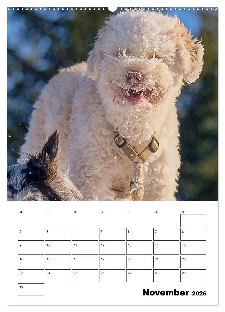 Bild: 9783516394818 | Lagotto Romagnolo - Lustige Zwerge (Wandkalender 2026 DIN A2 hoch),...