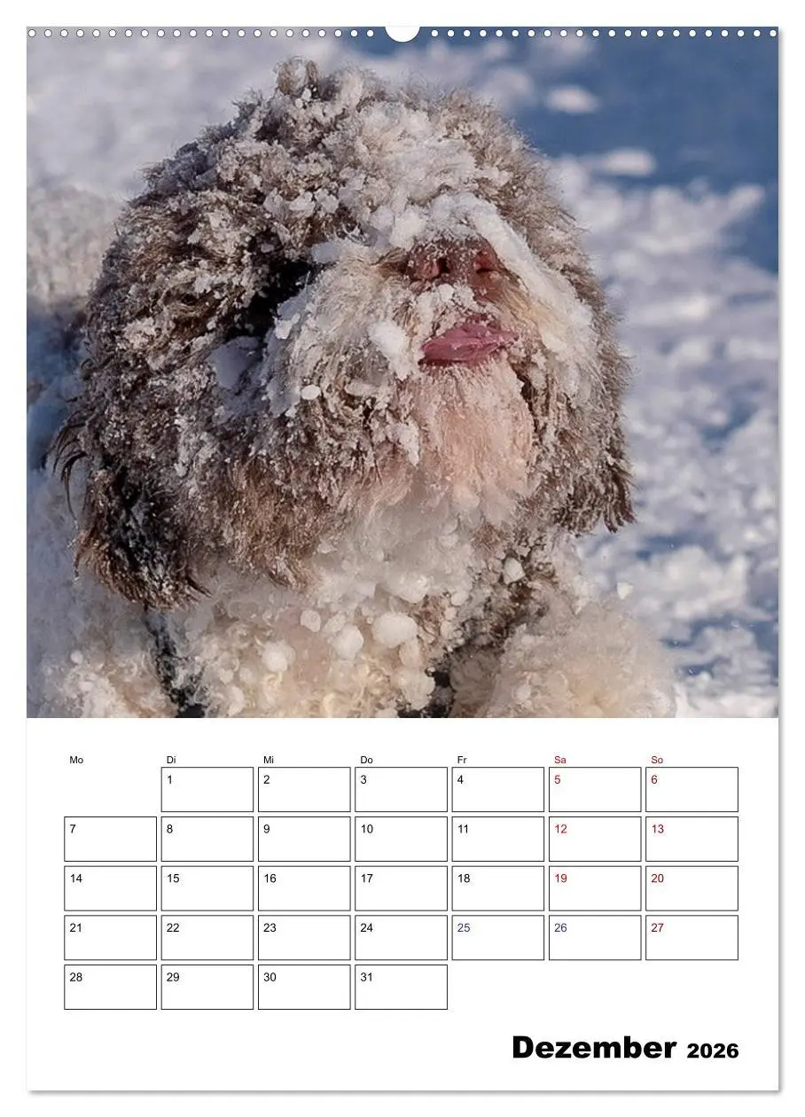 Bild: 9783516394818 | Lagotto Romagnolo - Lustige Zwerge (Wandkalender 2026 DIN A2 hoch),...