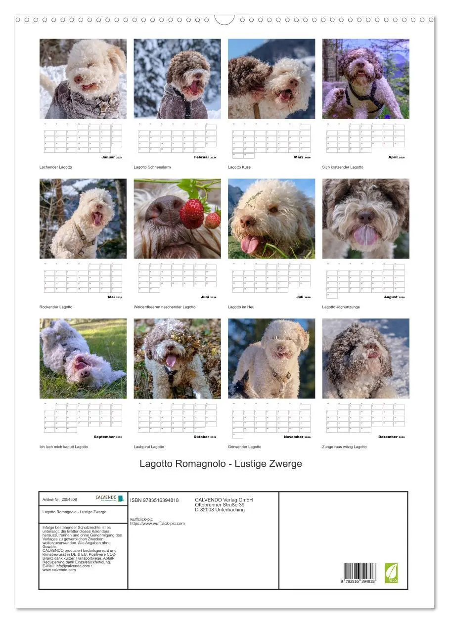 Bild: 9783516394818 | Lagotto Romagnolo - Lustige Zwerge (Wandkalender 2026 DIN A2 hoch),...