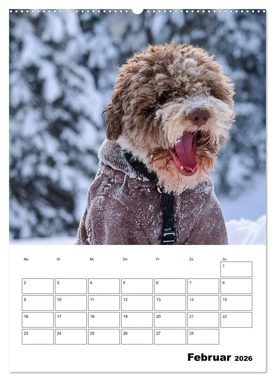 Bild: 9783516394818 | Lagotto Romagnolo - Lustige Zwerge (Wandkalender 2026 DIN A2 hoch),...