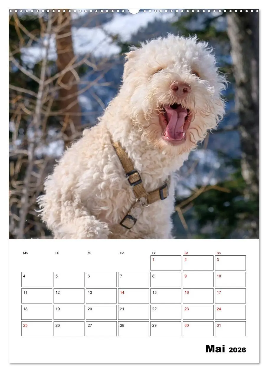 Bild: 9783516394818 | Lagotto Romagnolo - Lustige Zwerge (Wandkalender 2026 DIN A2 hoch),...